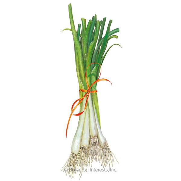 Onion Bunching Scallion Tokyo Long White 1