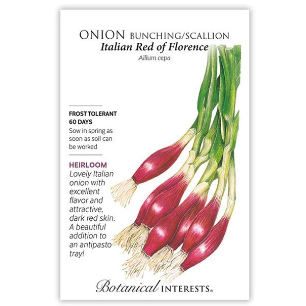 Onion Bunching Scallion Italian Red of Florence