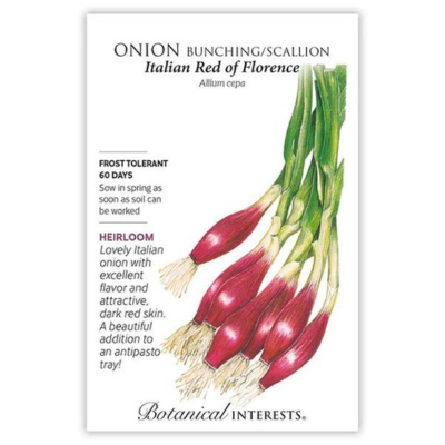 Onion Bunching Scallion Italian Red of Florence