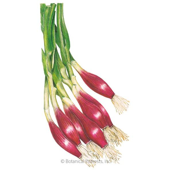 Onion Bunching Scallion Italian Red of Florence 1