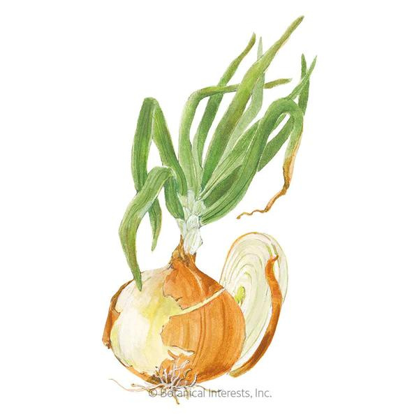 Onion Bulb Texas Early Grano Organic 1