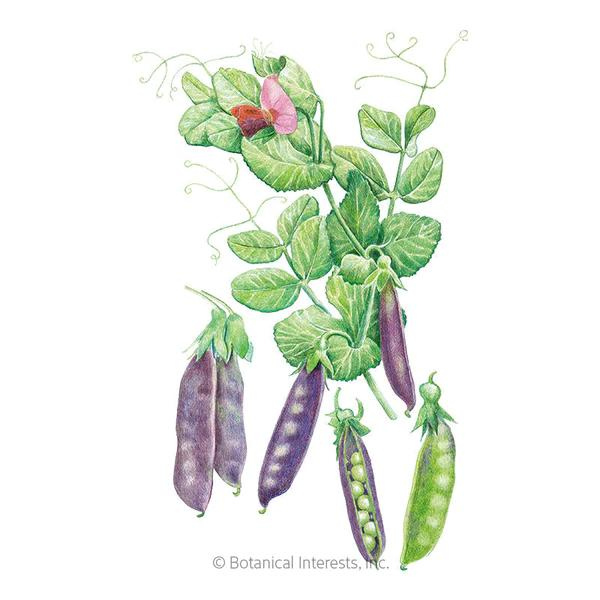 Pea Snap Sugar Magnolia Purple 1