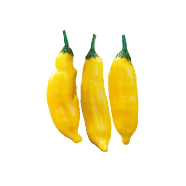 Pepper Aji Limo Lemon Drop 2