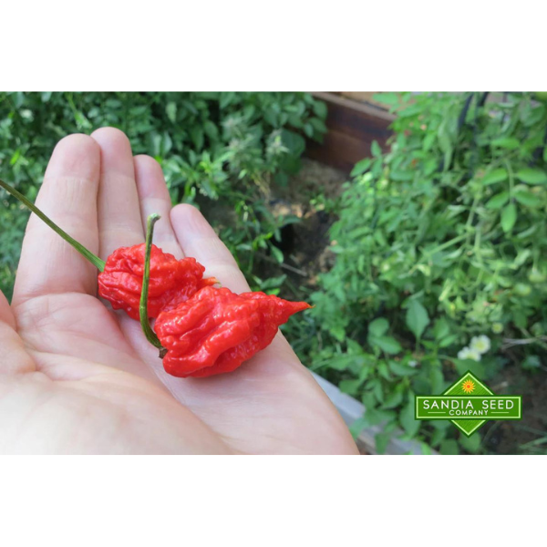 Pepper Carolina Reaper Red 1