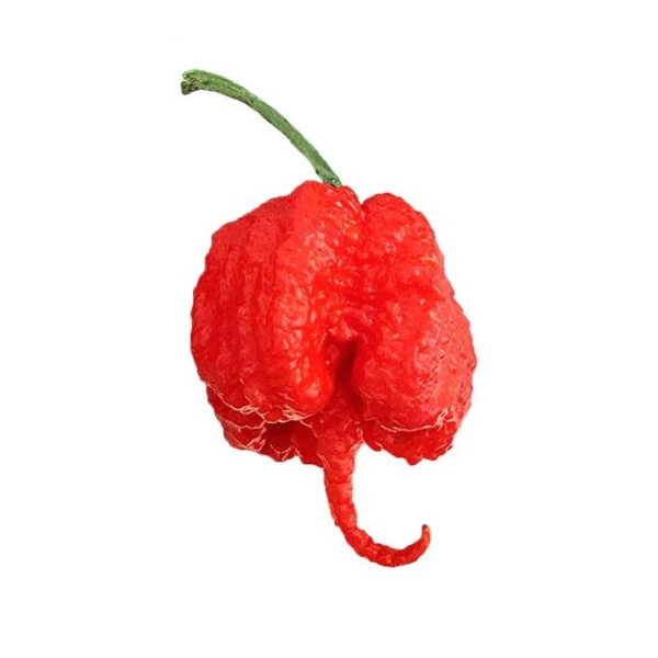 Pepper Carolina Reaper Red 2