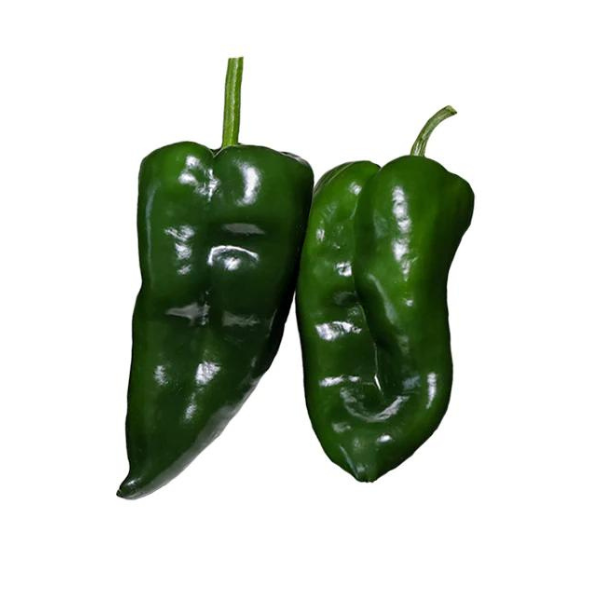 Pepper Poblano Ancho Gigantea 1