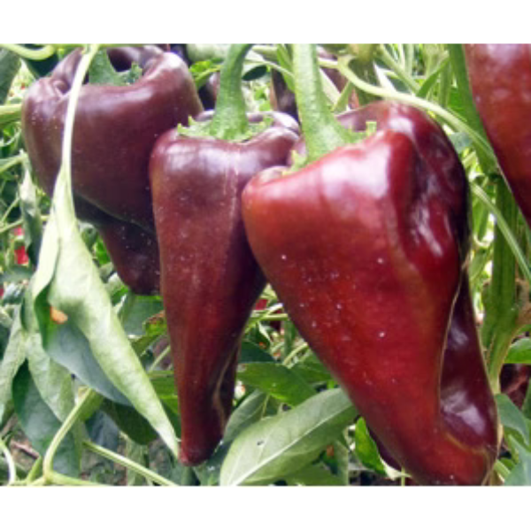 Pepper Poblano Mulato Isleño Chile 2