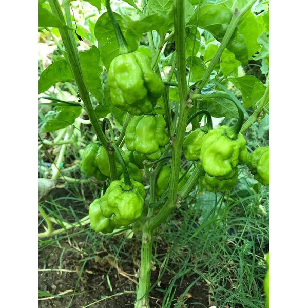 Pepper Scotch Bonnet Yellow 1