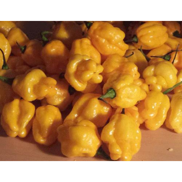 Pepper Scotch Bonnet Yellow 2