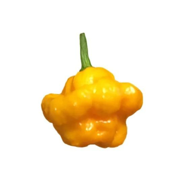 Pepper Scotch Bonnet Yellow 3