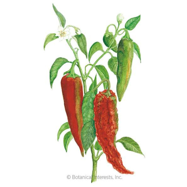 Pepper Chile Anaheim NuMex Joe E. Parker 1