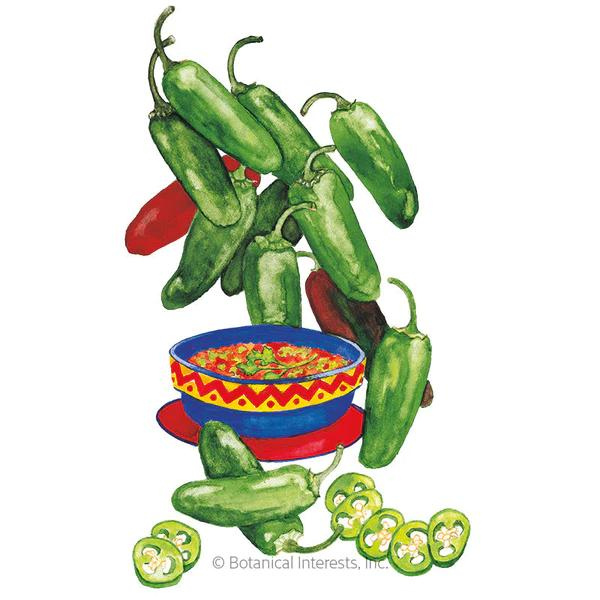 Pepper Chile Early Jalapeño Organic 1.png