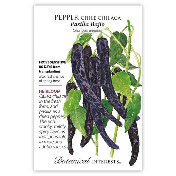 Pepper Chile Chilaca Pasilla Bajio