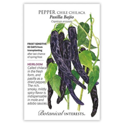 Pepper Chile Chilaca Pasilla Bajio