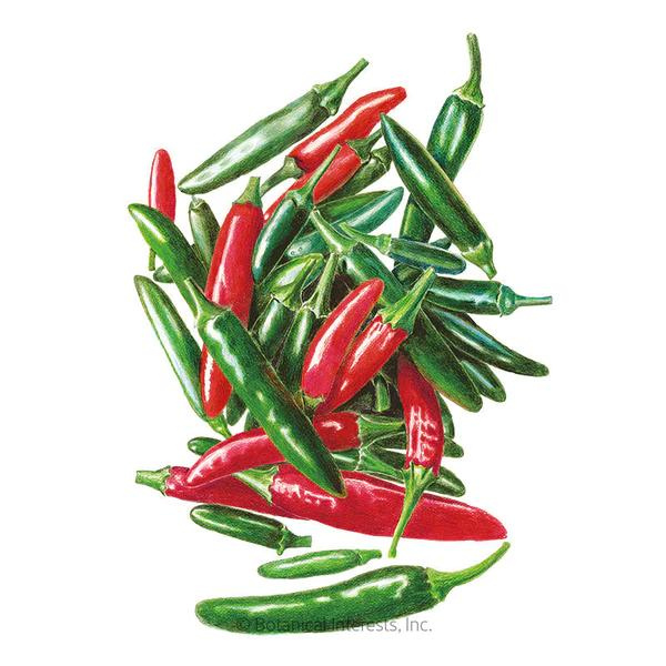 Pepper Chile Serrano 1.png