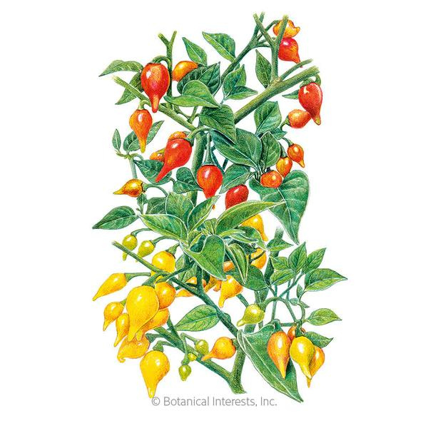 Pepper Chili Red and Yellow Blend Biquinho 1