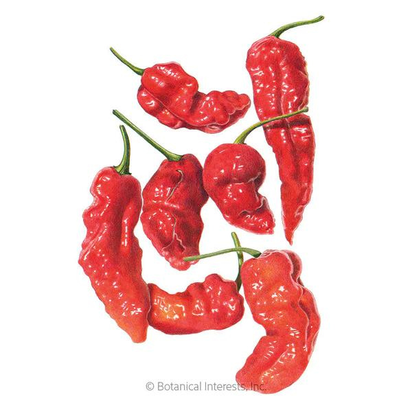 Pepper Chili Ghost Bhut Jolokia 1.png