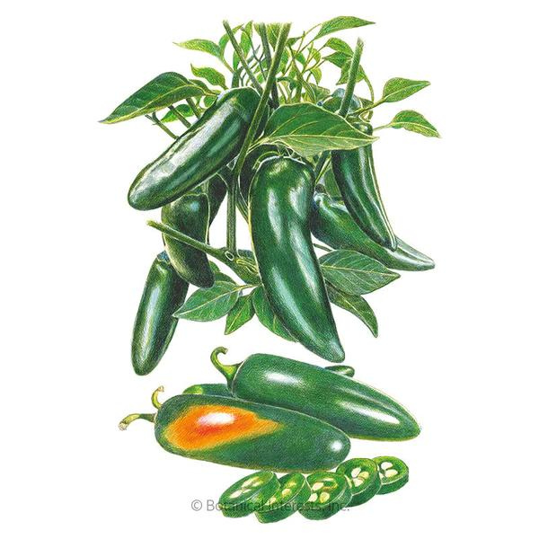 Pepper Chili Jalapeño Megatron 1.png