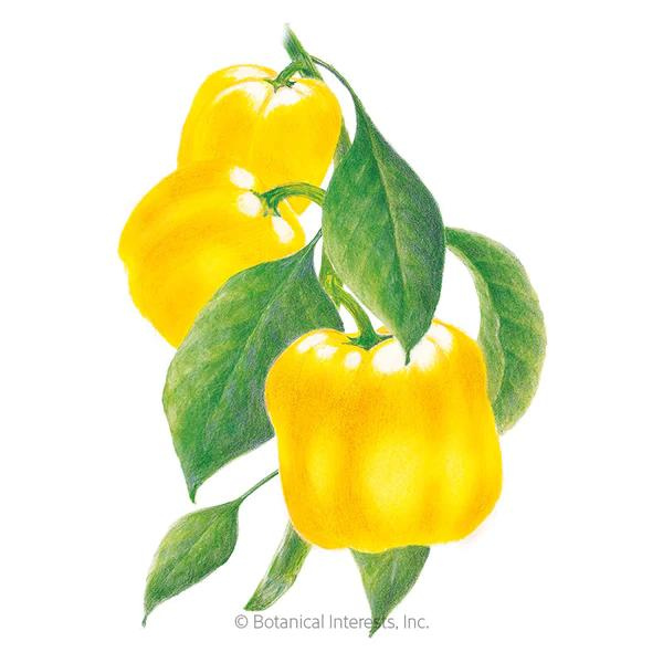 Pepper Sweet Golden Cal Wonder Organic 1.png