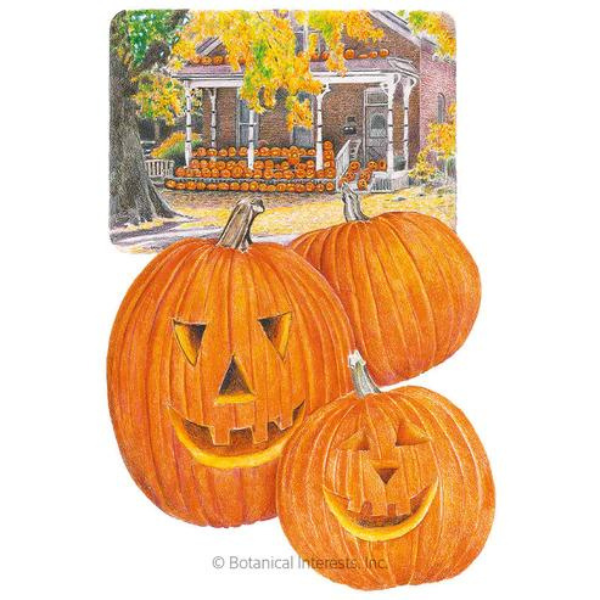 Pumpkin Jack O\'Lantern