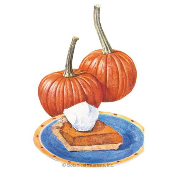 Pumpkin Sugar Pie Organic 1.png