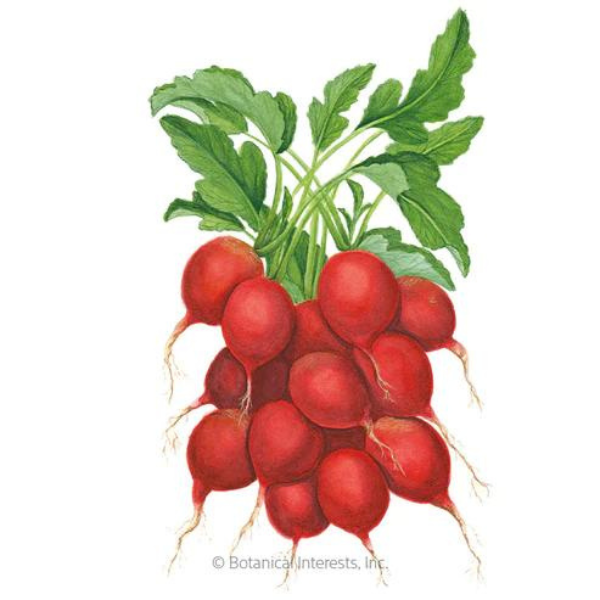 Radish Cherry Belle Organic