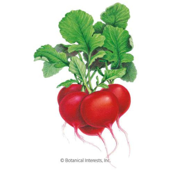 Radish Crimson Giant 1.png