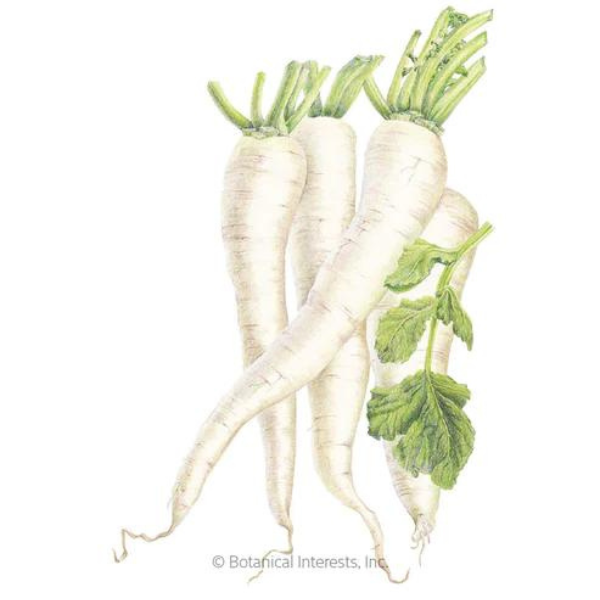 Radish Daikon Miyashige White 1.png