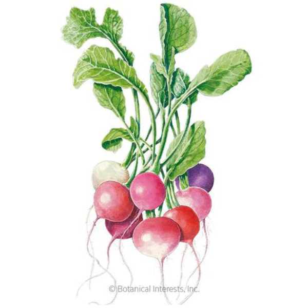 Radish Easter Egg Blend Organic 1.png