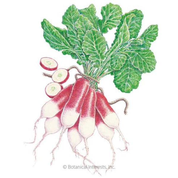 Radish French Breakfast Organic 1.png