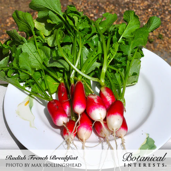 Radish French Breakfast Organic 1.png