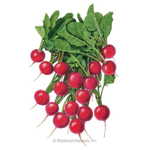 Radish Rudolf Organic