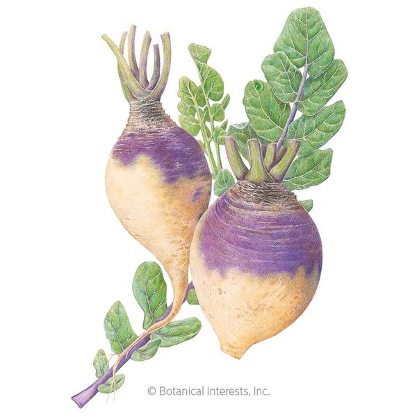 Rutabaga American Purple Top 