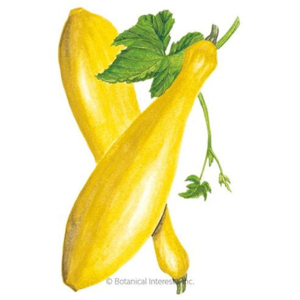 Squash Summer Early Prolific Straightneck Organic