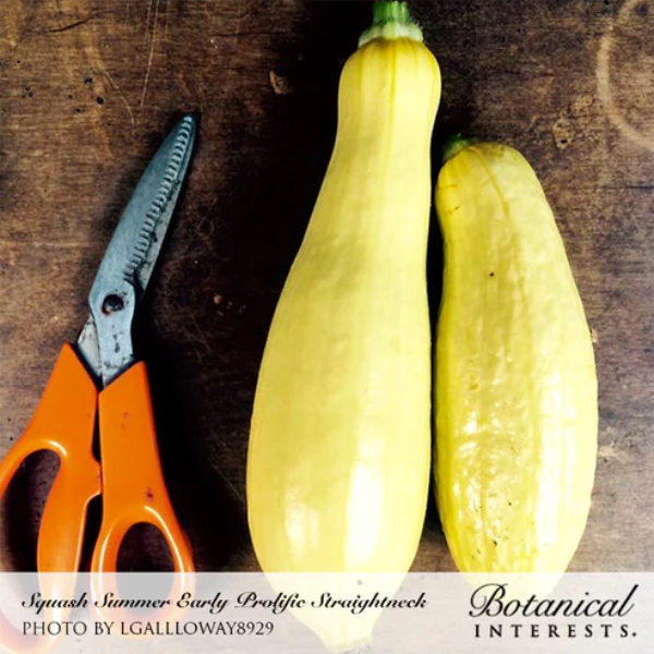 Squash Summer Early Prolific Straightneck Organic