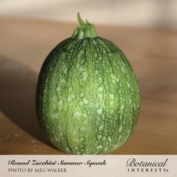 Squash Summer Round Zucchini