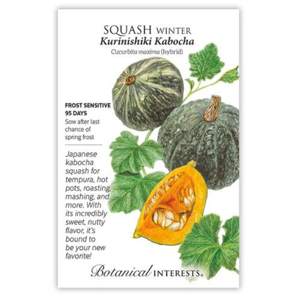 Squash Winter Kurinishiki Kabocha