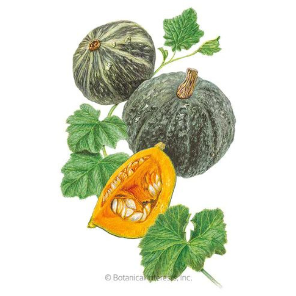 Squash Winter Kurinishiki Kabocha