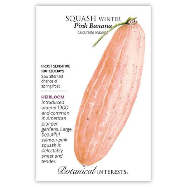 Squash Winter Pink Banana