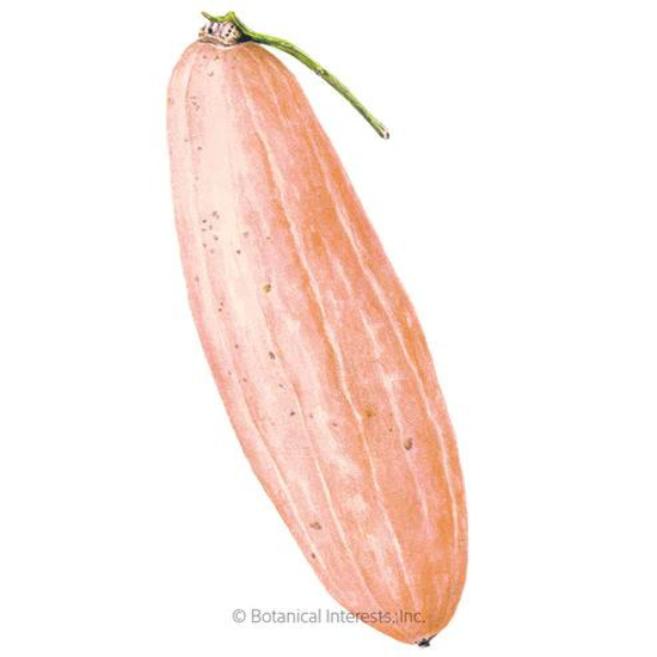 Squash Winter Pink Banana