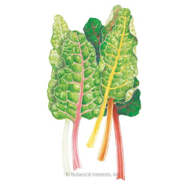 Swiss Chard Five Color Silverbeet Organic