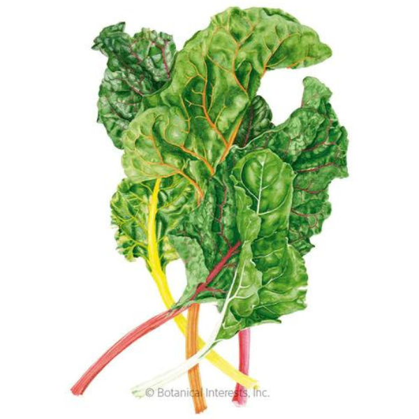 Swiss Chard Celebration 1.png