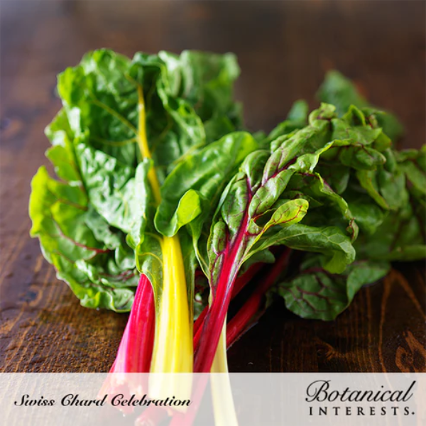 Swiss Chard Celebration 1.png