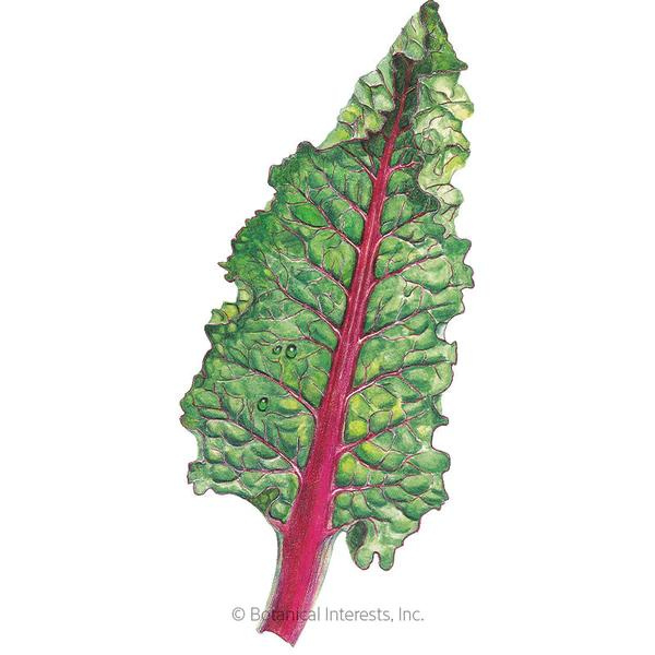 Swiss Chard Ruby Red Rhubarb 