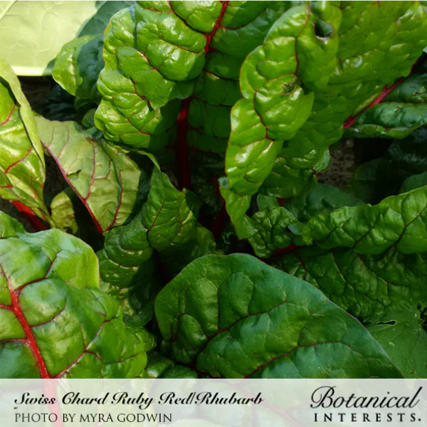 Swiss Chard Ruby Red Rhubarb 