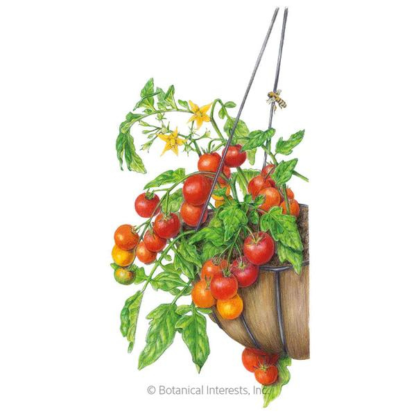 Tomato Bush Cherry Falls Organic