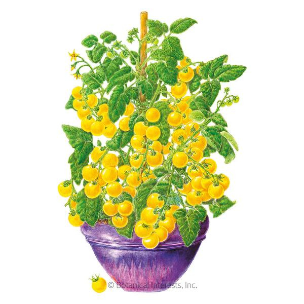 Tomato Bush Cherry Patio Choice Yellow