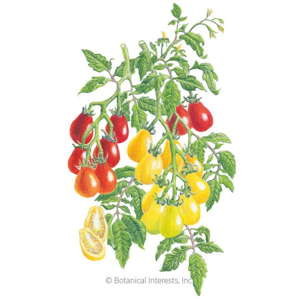 Tomato Pole Cherry Red and Yellow Pear Blend