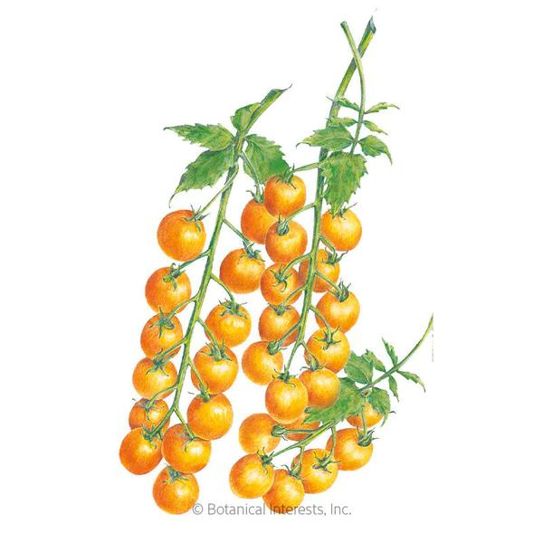 Tomato Pole Cherry Sun Gold