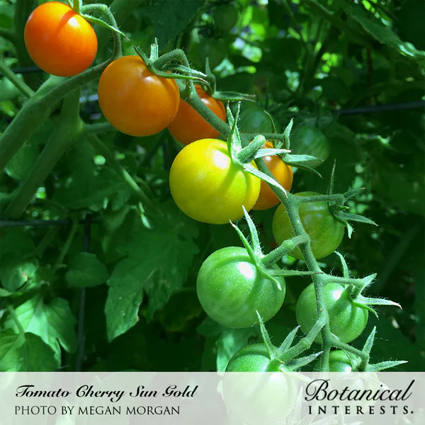 Tomato Pole Cherry Sun Gold 2